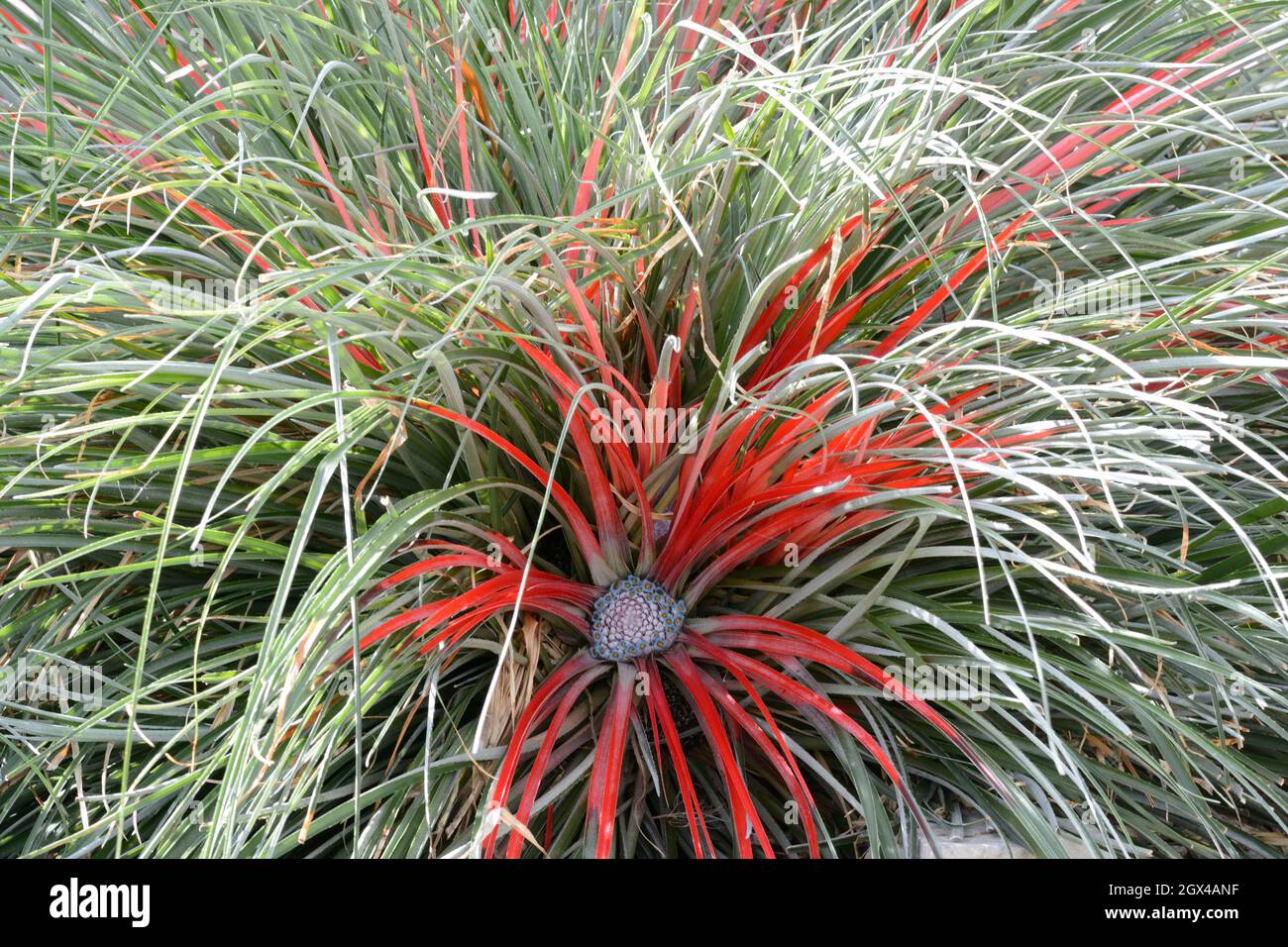 Fasicularia bicolour or crimson bromeliad plant Stock Photo