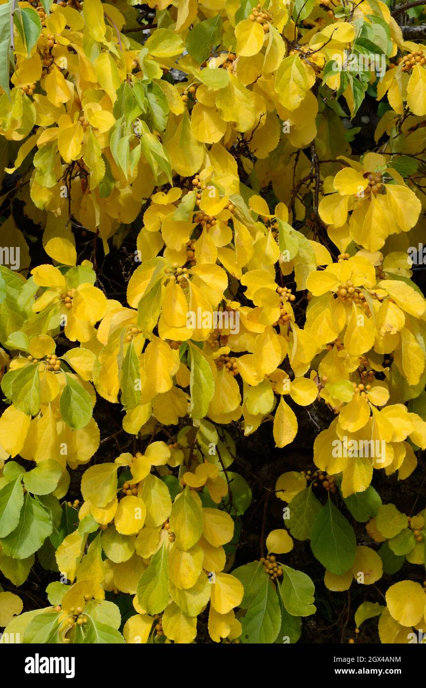 Celastrus bittersweet hires stock photography and images Alamy