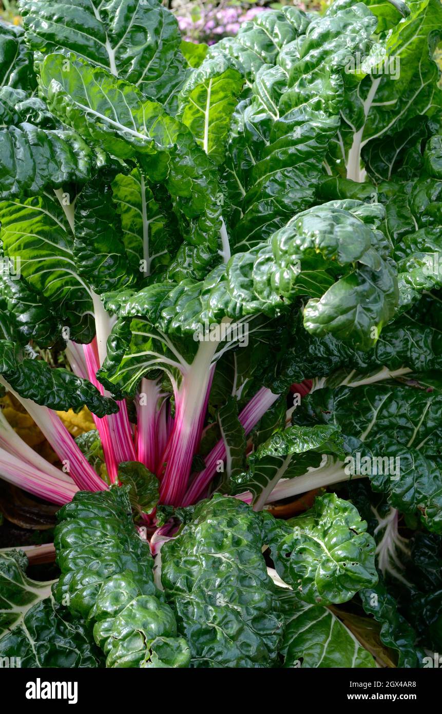Rhubarb Chard Beta vulgaris subs cicla var flavescens leaf beet growing