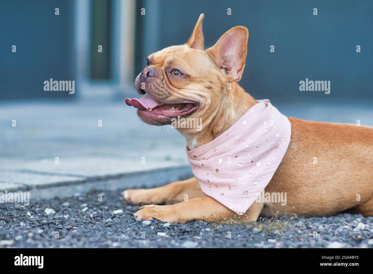 Red panting French Bulldog dog wearing a pink bandanna around neck Stock Photo