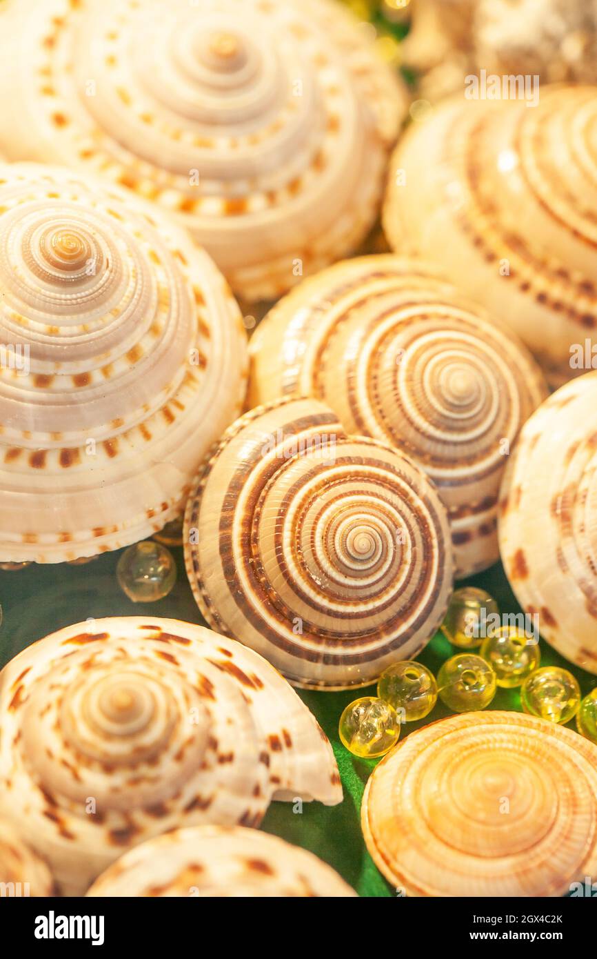 Exotic spiral sea shells with crystal balls marbles on green velvet. Close-up. Top view. Stock Photo