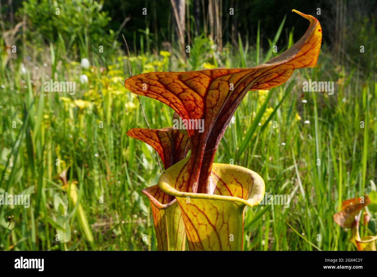 Red lid of Sarracenia flava var. cuprea, the yellow pitcher plant, South Carolina, USA Stock Photo
