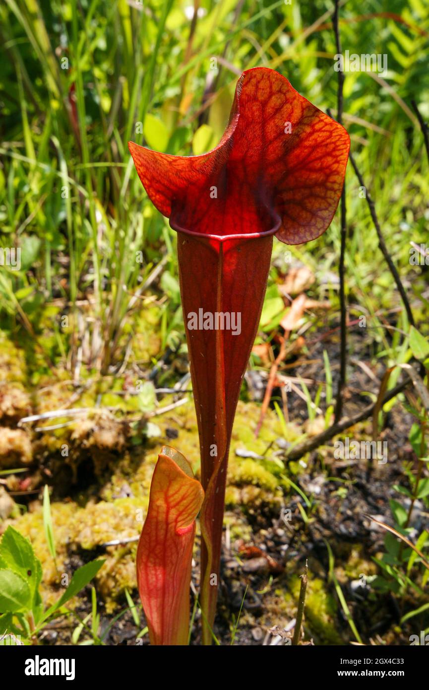 Dark red pitcher of Sarracenia x catesbaei, South Carolina, USA Stock Photo