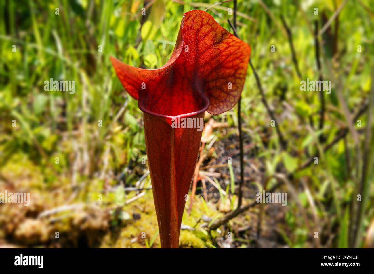Dark red pitcher of Sarracenia x catesbaei, South Carolina, USA Stock Photo