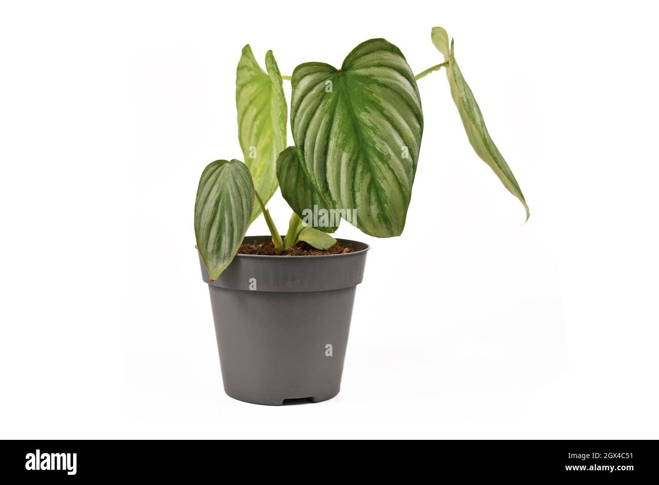 Silver Leaf Philodendron Hi Res Stock Photography And Images Alamy