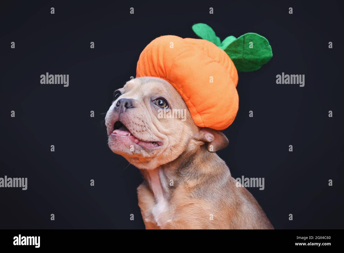 Happy French Bulldog dog puppy wearing funny Halloween pumpkin costume
