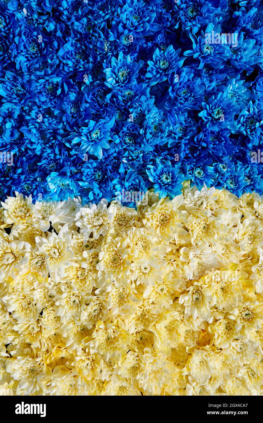 Blue and yellow chrysanthemums  background. Huge flowers bouquet.  View from above. Colour contrast. Vertical photo. Stock Photo