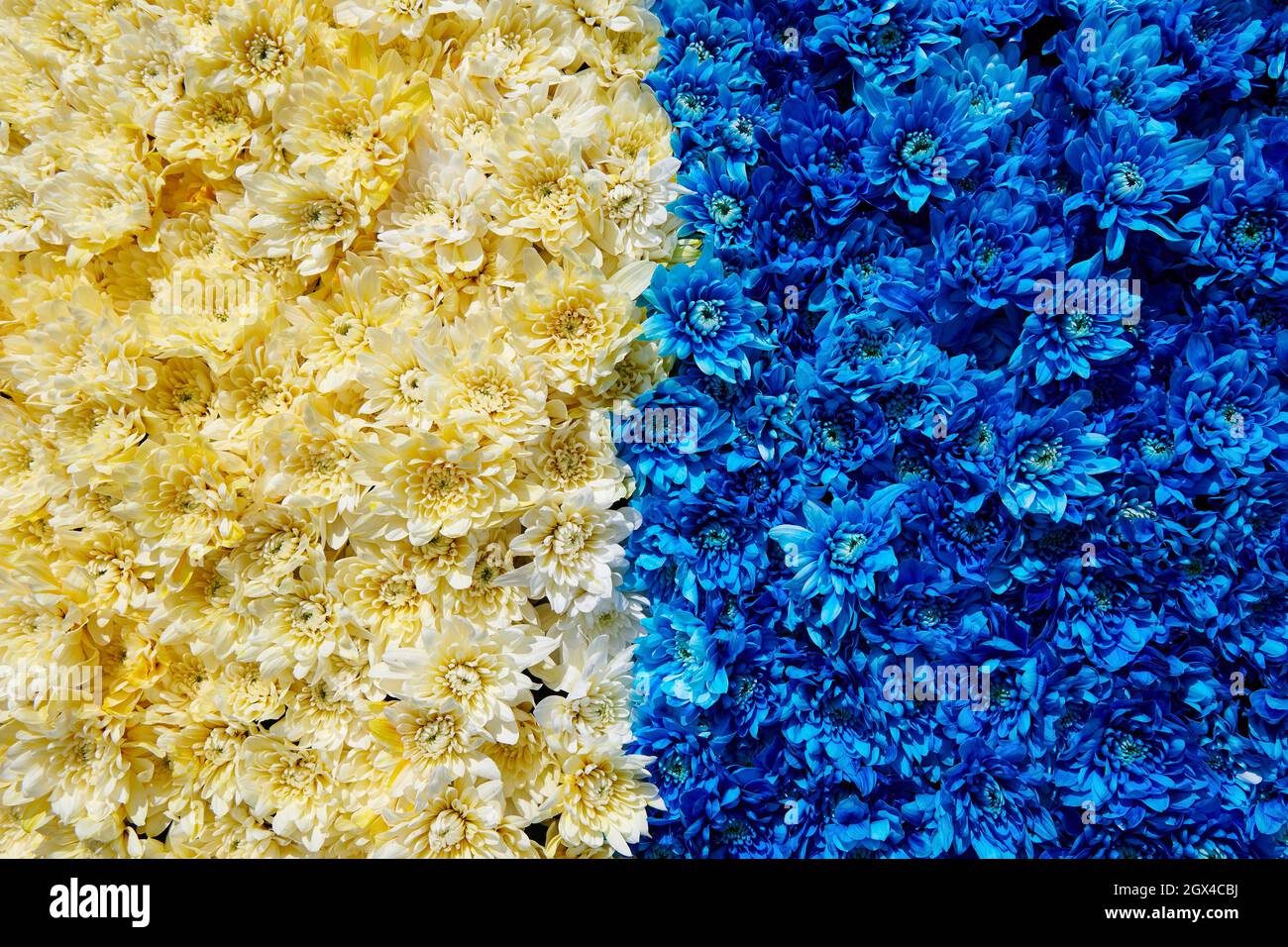 Blue and yellow chrysanthemums  background. Huge flowers bouquet.  View from above. Colour contrast. Horizontal photo. Stock Photo