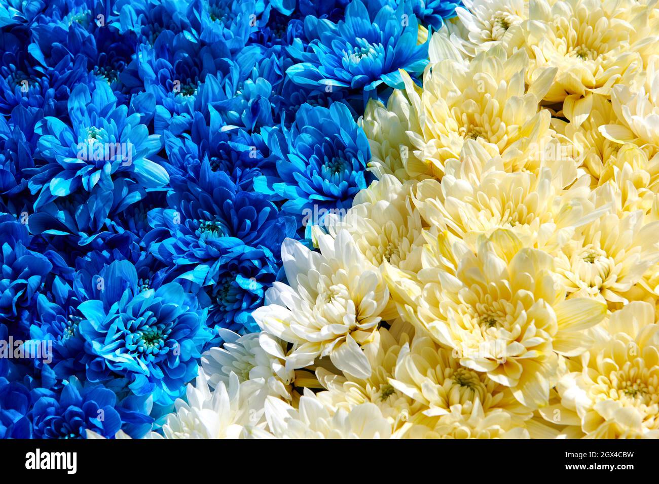 Blue and yellow chrysanthemums  background. Huge flowers bouquet.  View from above. Colour contrast. Closeup horizontal photo. Stock Photo