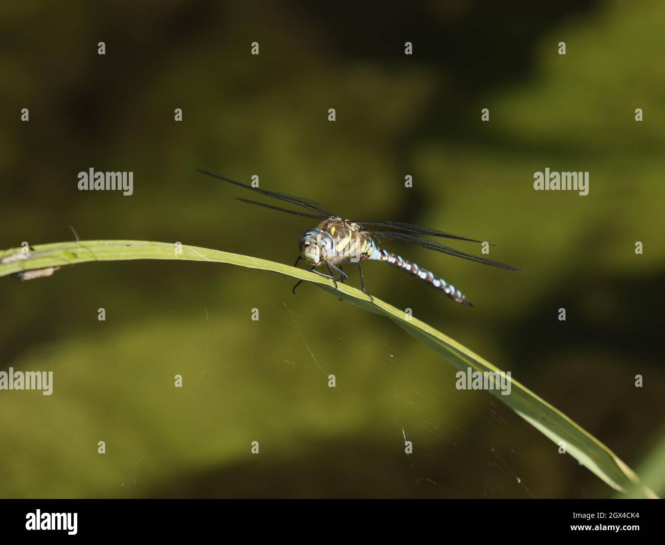 Migrant Hawker Dragonfly - male at rest Aeshna mixta Essex, UK IN001471 Stock Photo