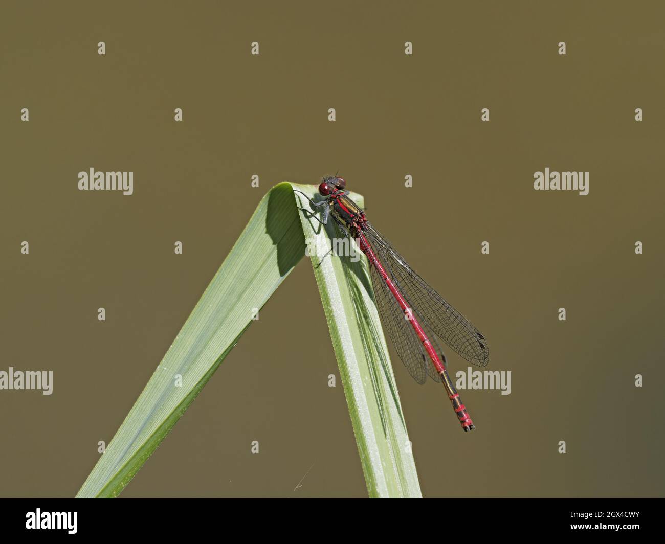Waterside Vegetation High Resolution Stock Photography and Images - Alamy