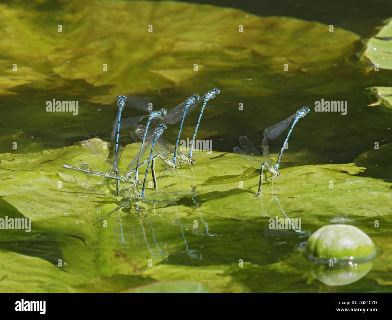 Azure Damselfly - Several Pairs Mating Coenagrion puella Great Leighs ...