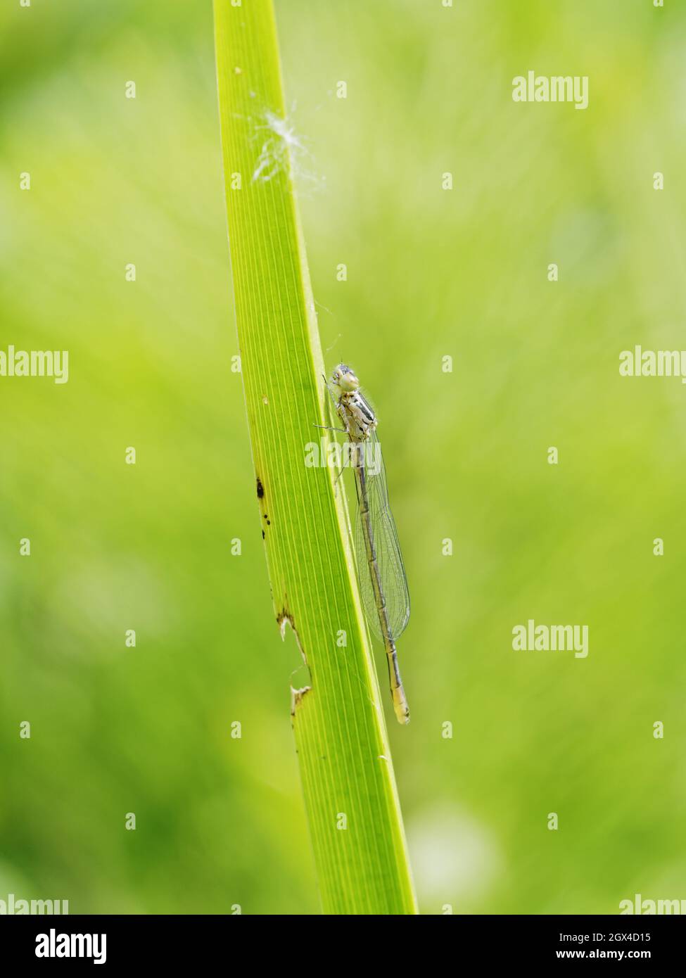 Azure Damselfly - Freshly Emerged Coenagrion puella Great Leighs,Essex,UK IN001937 Stock Photo