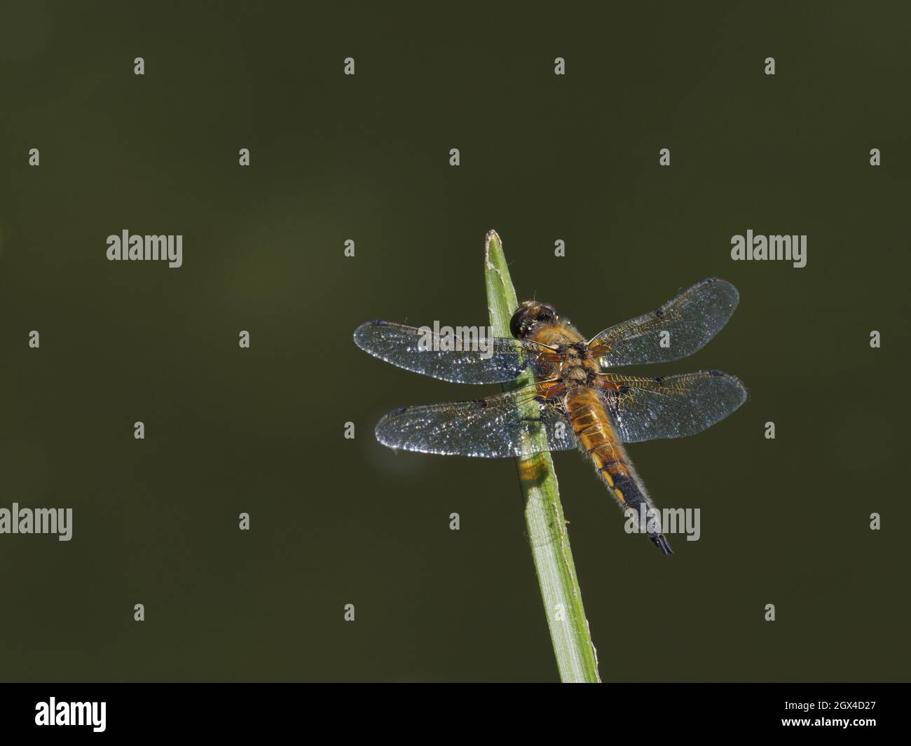 Four Spotted Chaser Dragonfly - Perched Libellula quadrimaculata Essex,UK IN001962 Stock Photo