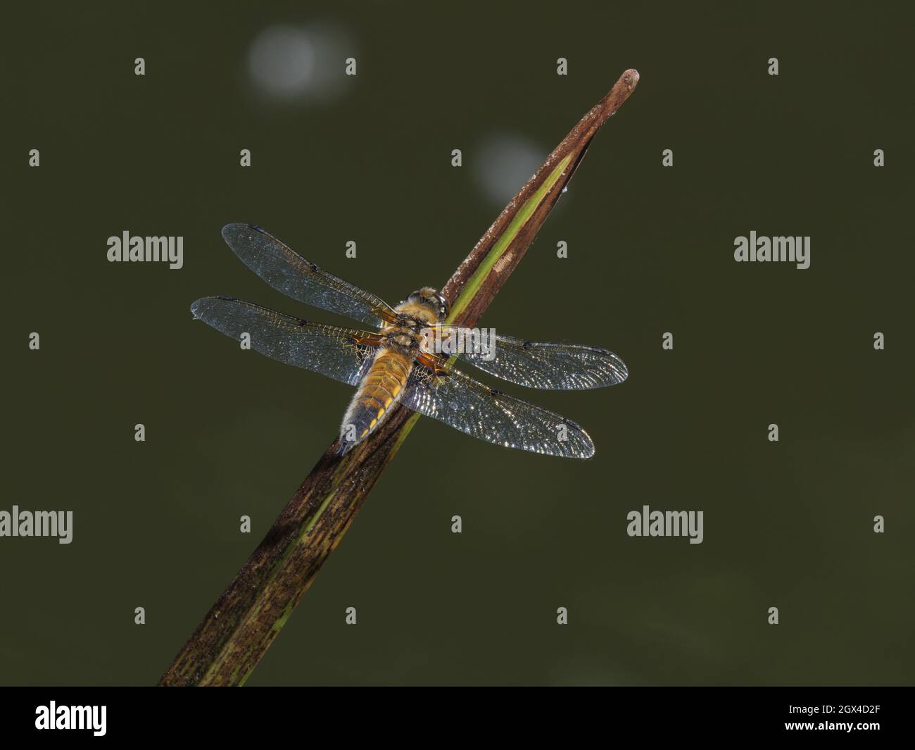 Four Spotted Chaser Dragonfly - Perched Libellula quadrimaculata Essex,UK IN001965 Stock Photo