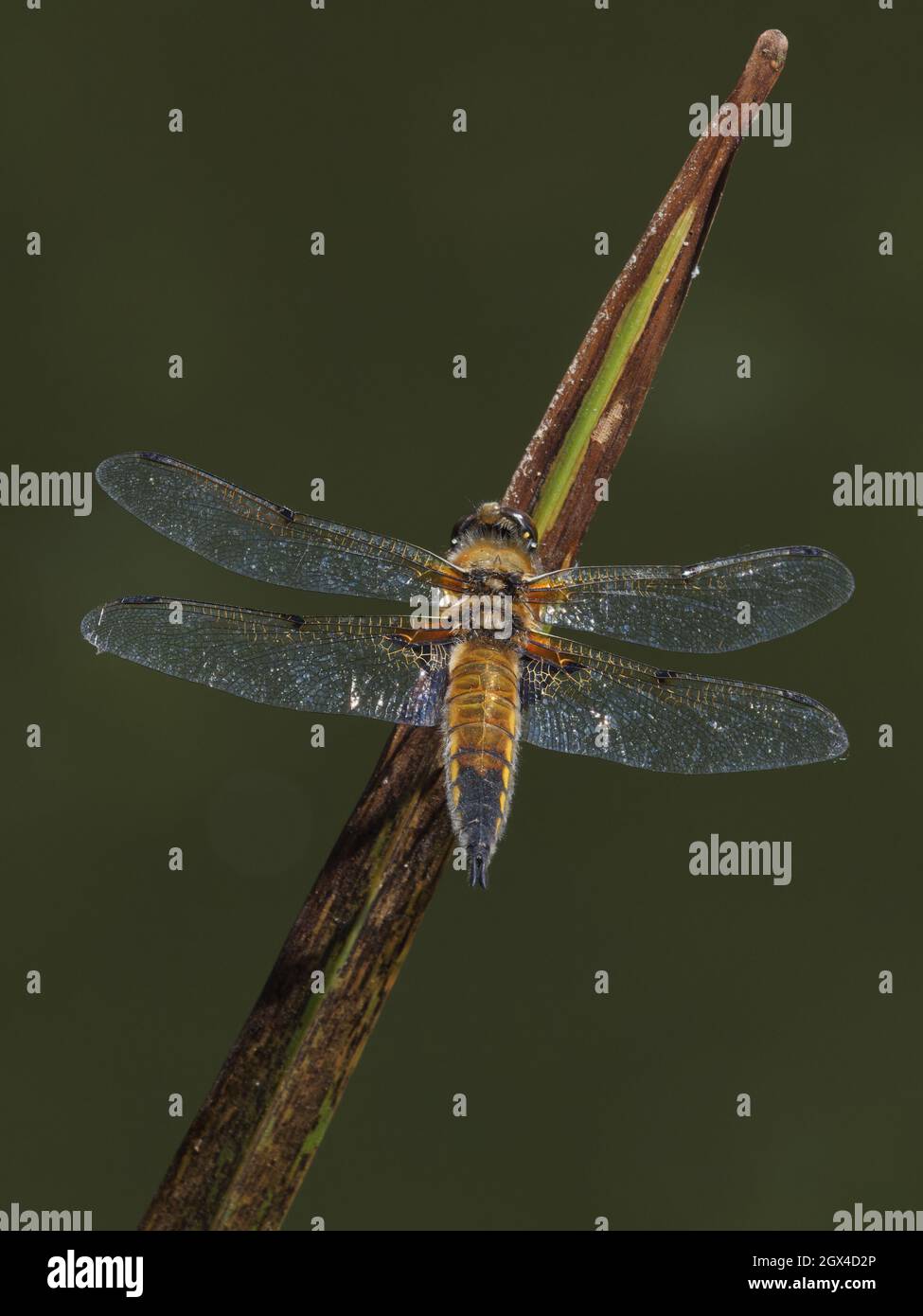 Four Spotted Chaser Dragonfly - Perched Libellula quadrimaculata Essex,UK IN001966 Stock Photo