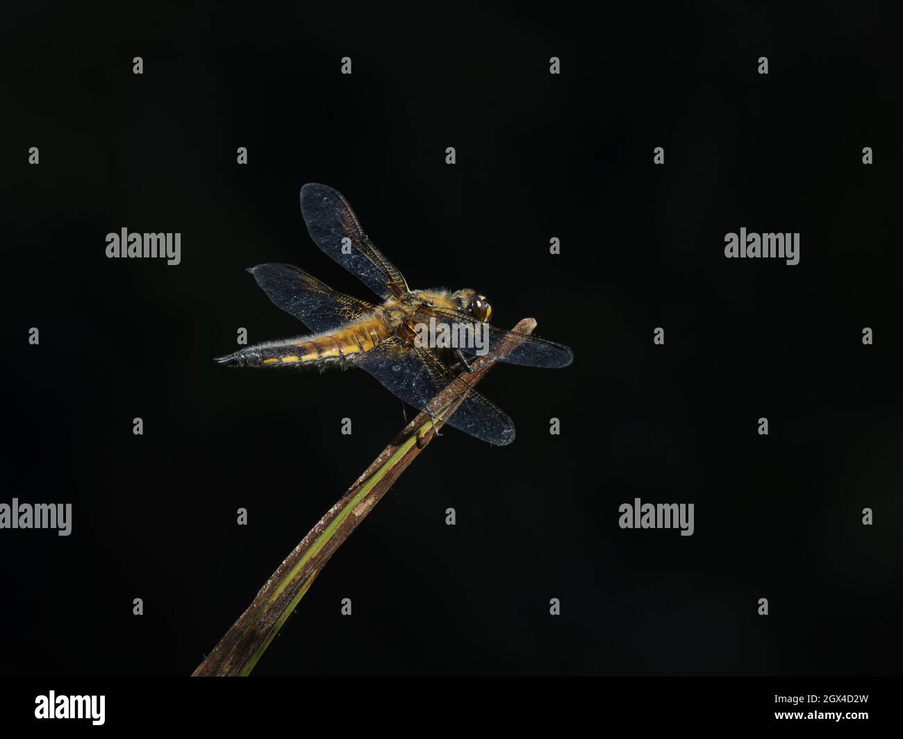 Four Spotted Chaser Dragonfly - Perched Libellula quadrimaculata Essex,UK IN001967 Stock Photo