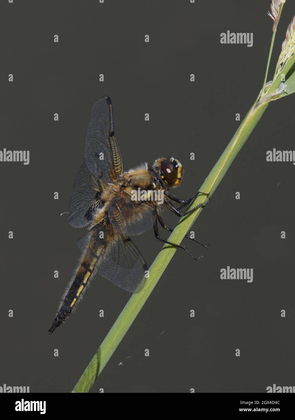 Four Spotted Chaser Dragonfly - Perched Libellula quadrimaculata Essex,UK IN001969 Stock Photo