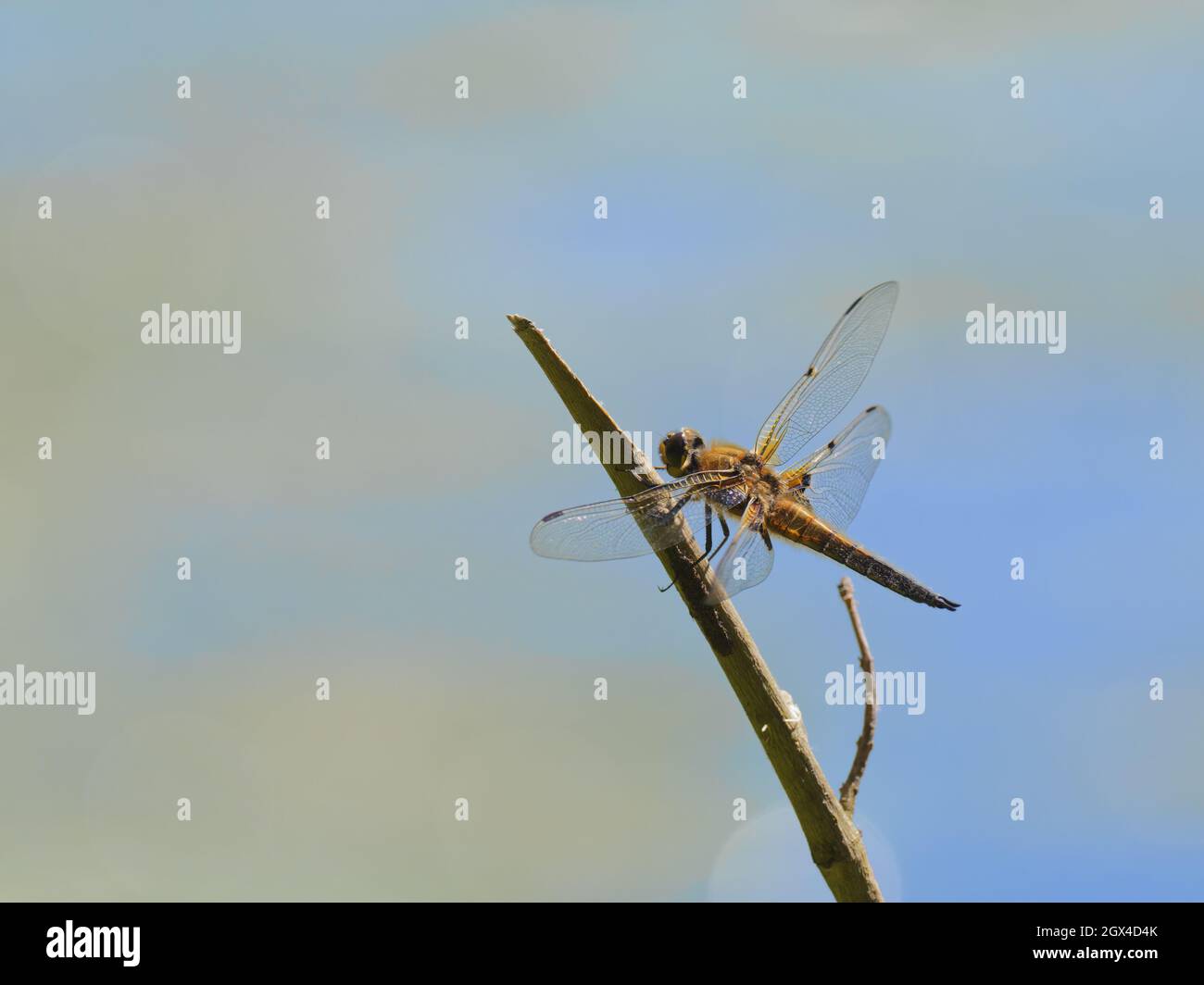 Four Spotted Chaser Dragonfly - Perched Libellula quadrimaculata Essex,UK IN001970 Stock Photo