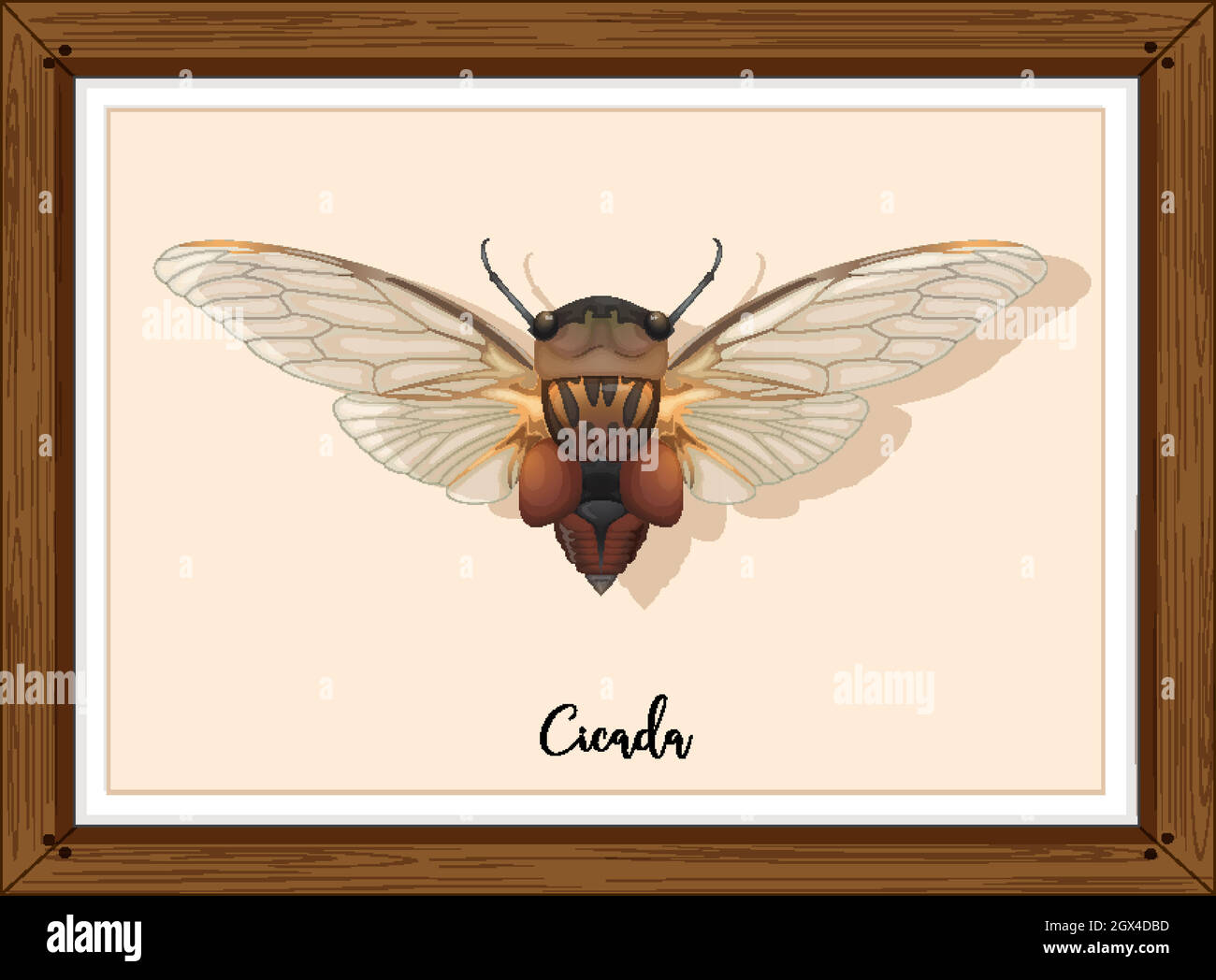 Cicada on wooden frame Stock Vector