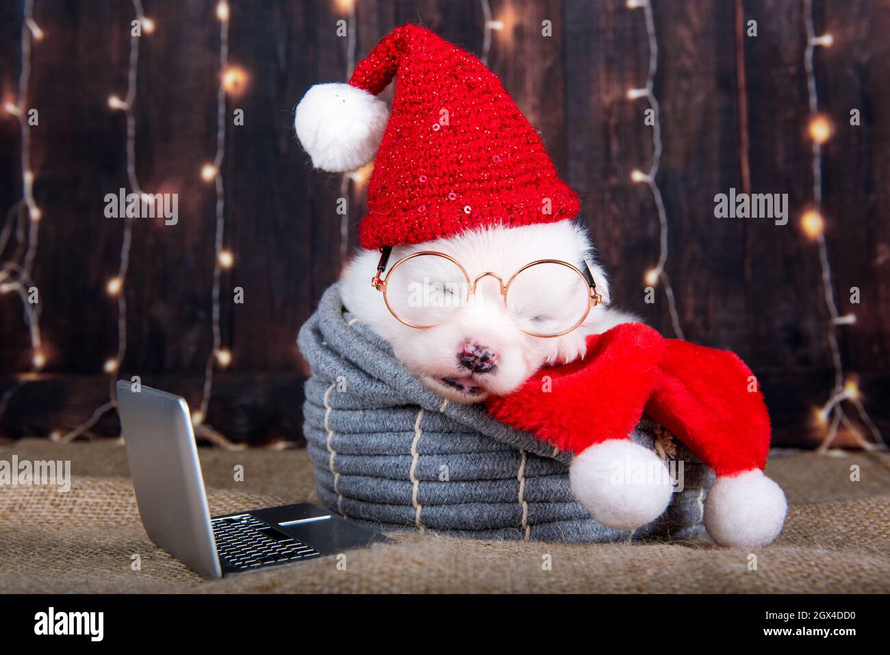 White funny Samoyed puppy dog in Santa Claus hat and glasses Stock Photo