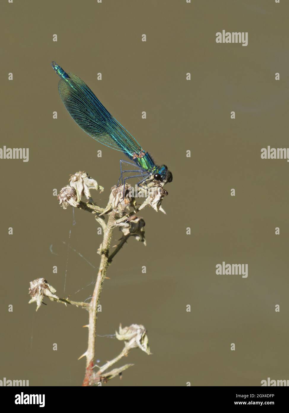 Beautiful Demoiselle Dragonfly - male Calopteryx virgo Essex,UK ...