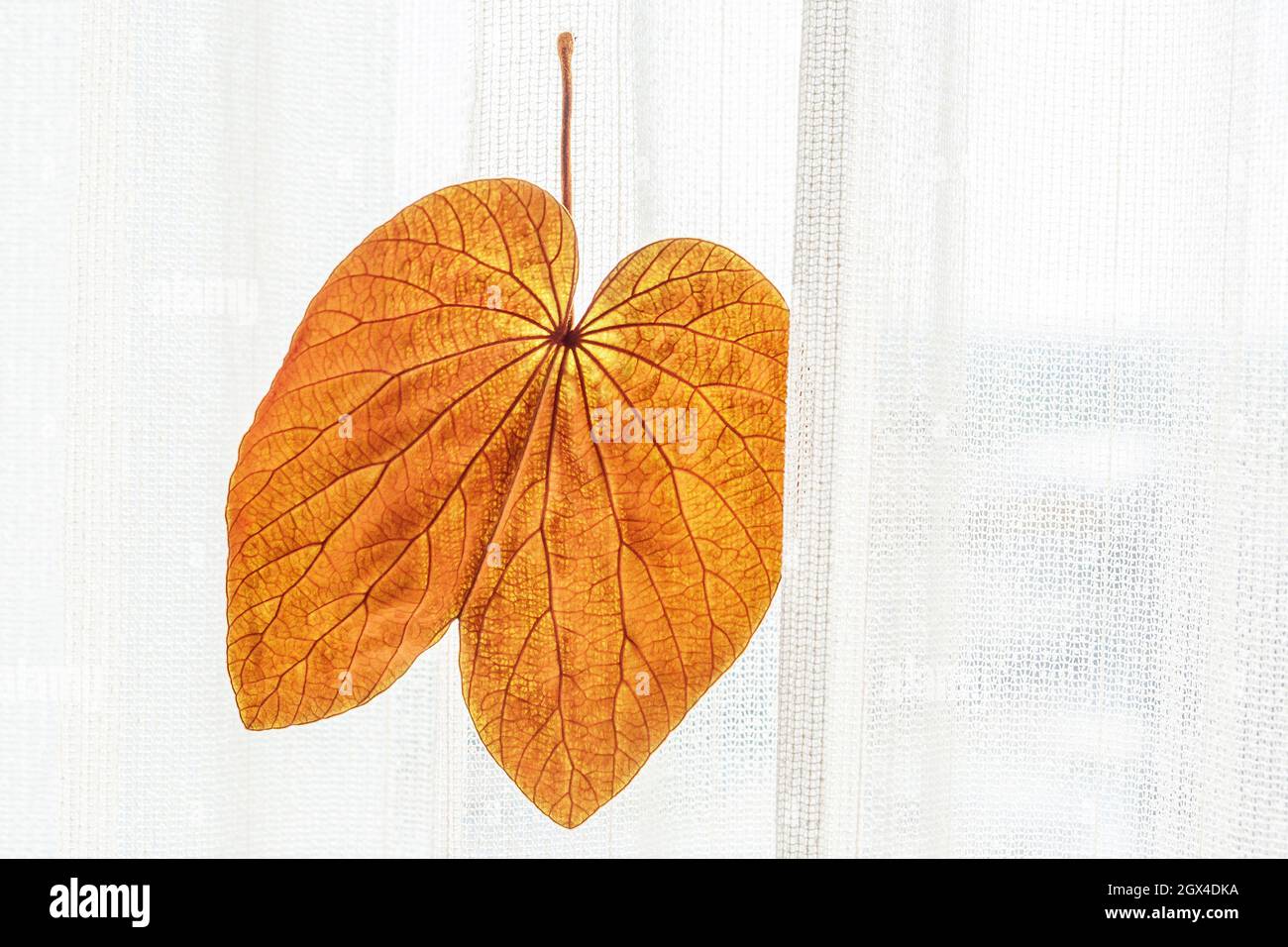 Close-up of the Gold Leaf hanging on the curtain. The Gold Leaf (Bauhinia aureifolia) or Yan Da O is a rare vine in Thailand. Stock Photo