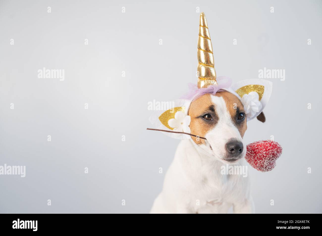 Cute jack russell terrier dog in a unicorn headband holding a heart on a white background. Stock Photo