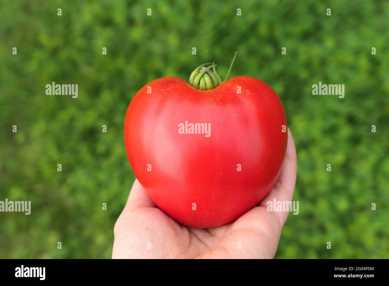 Red heirloom tomato, heart shape in hand, Oxheart variety. Stock Photo