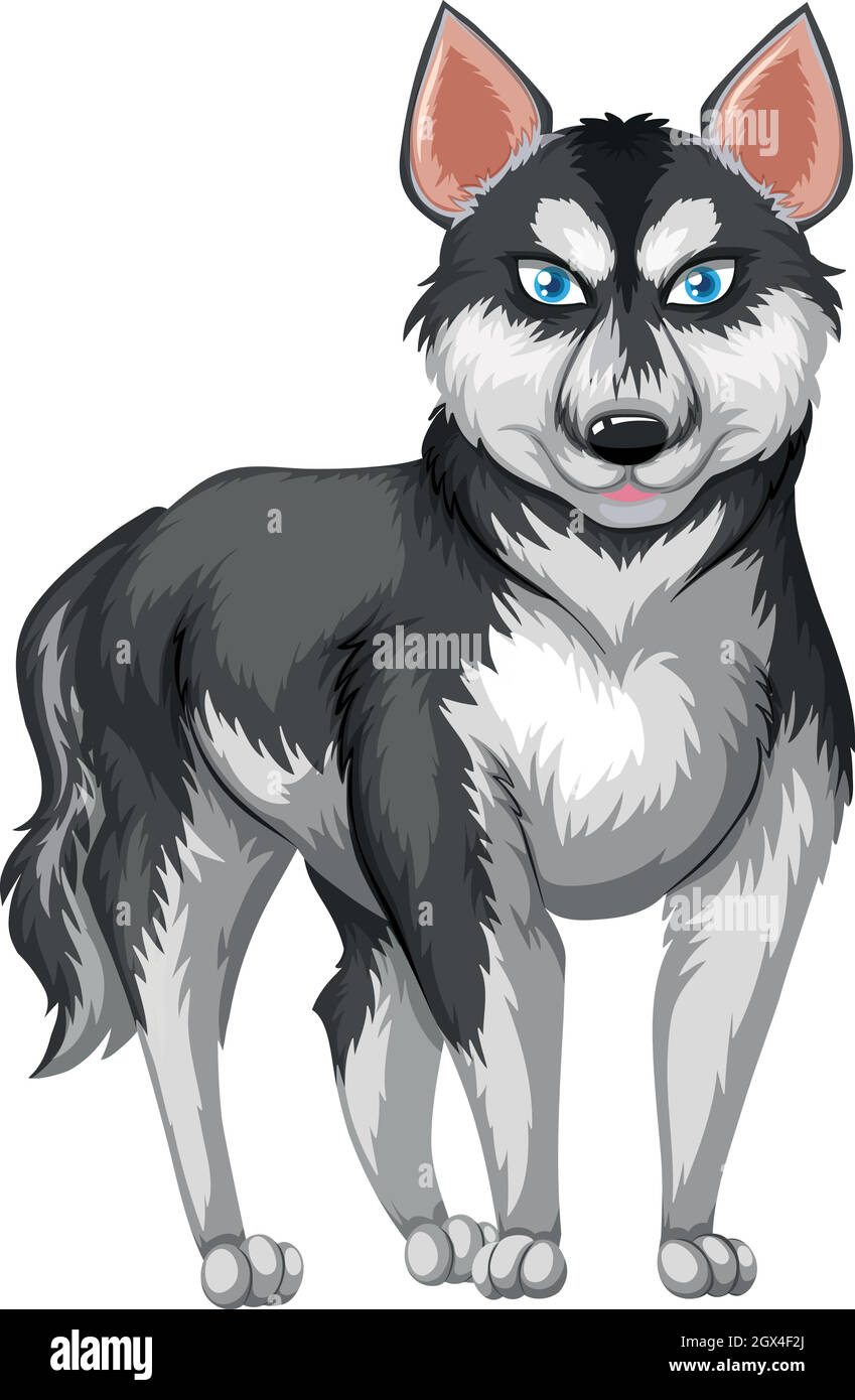 Siberian husky with black and white fur Stock Vector