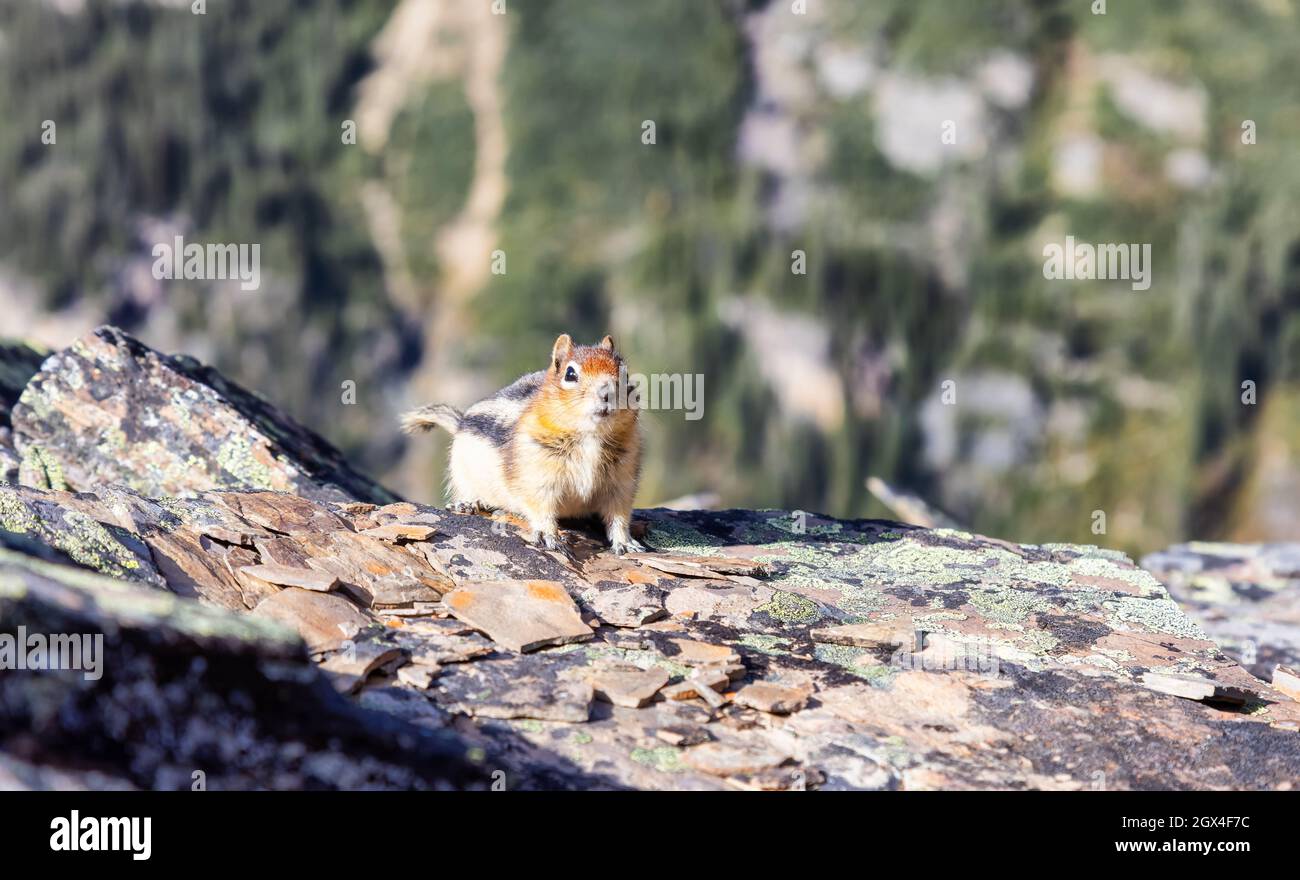 Small Chipmunk up on a rocky Canadian Mountain. Stock Photo