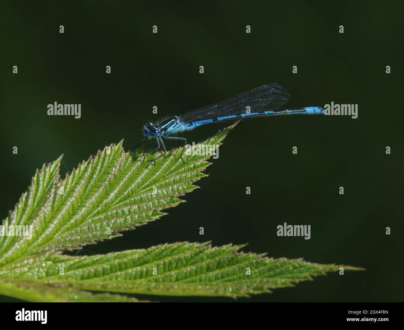 Azure Damselfly - male Coenagrion puella Essex,UK IN002149 Stock Photo ...
