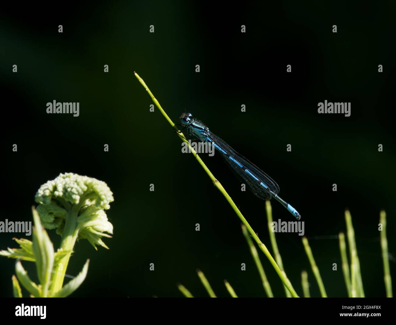 Azure Damselfly - male Coenagrion puella Essex,UK IN002151 Stock Photo ...