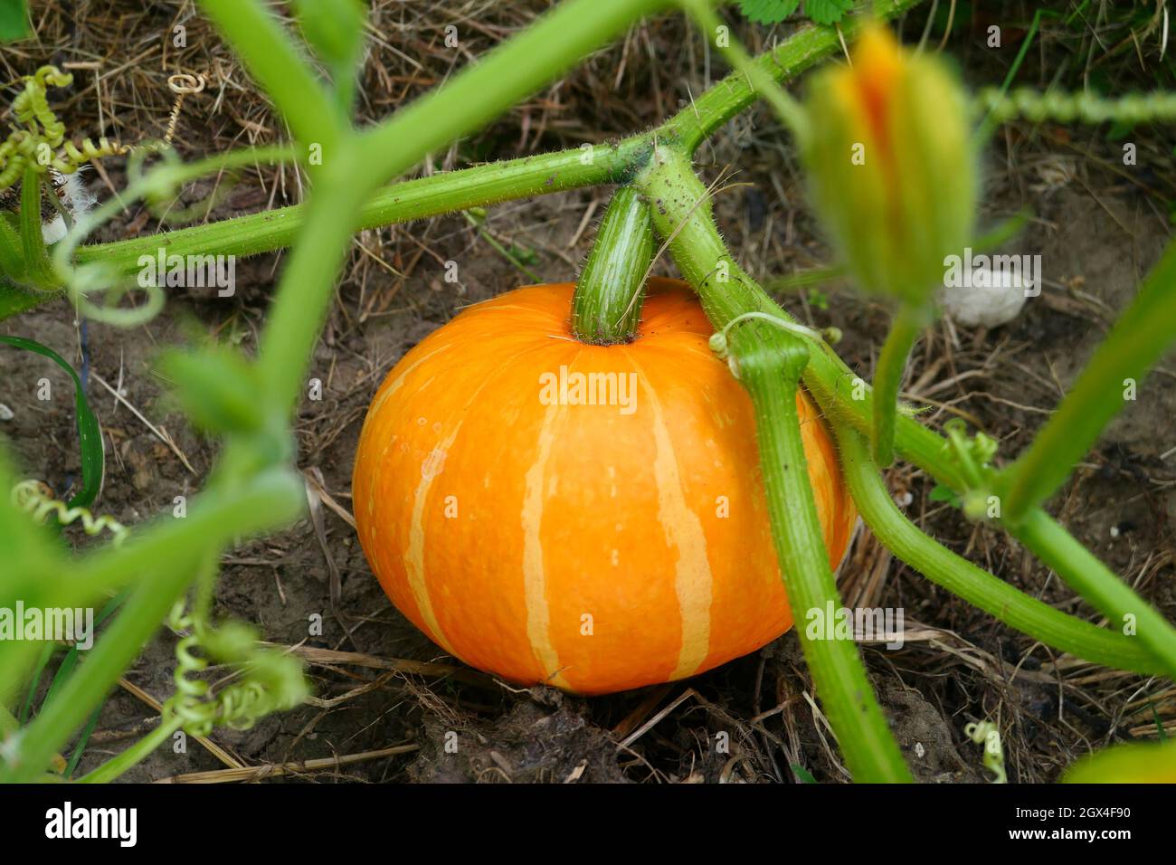 Orange pumpkin growing on plant Stock Photo - Alamy