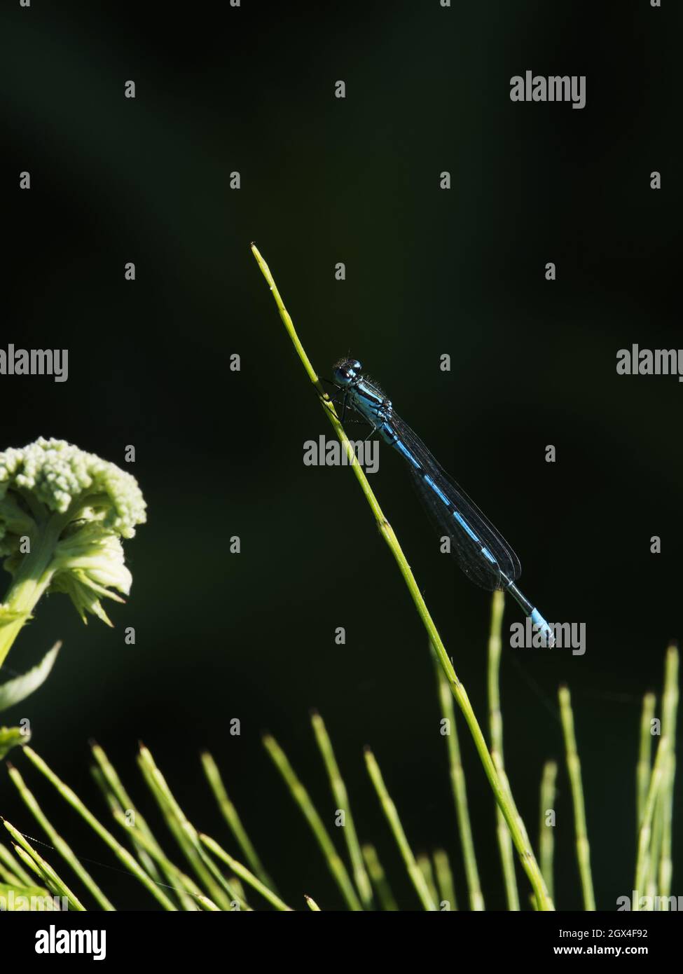 Azure Damselfly - male Coenagrion puella Essex,UK IN002152 Stock Photo ...