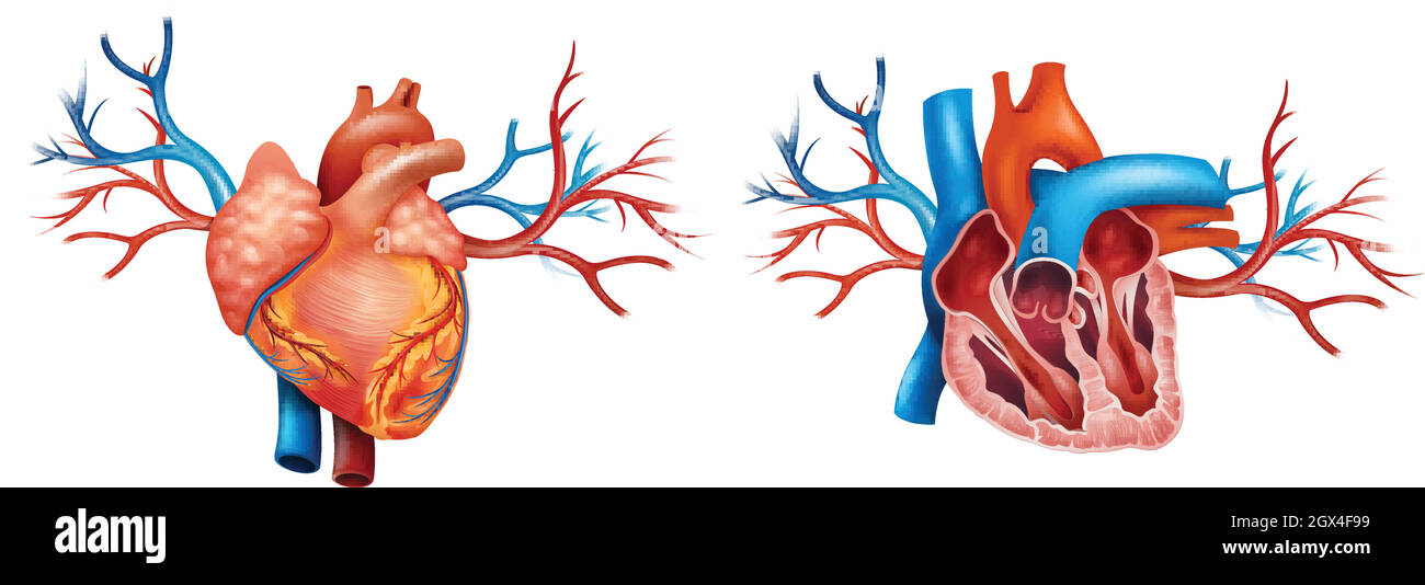 Interior and Anterior Anatomy of the heart Stock Vector