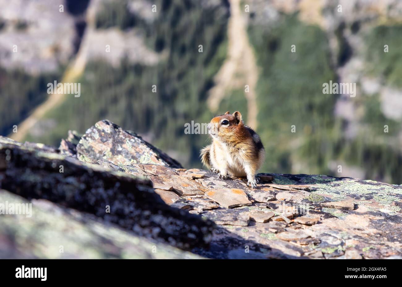 Small Chipmunk up on a rocky Canadian Mountain. Stock Photo