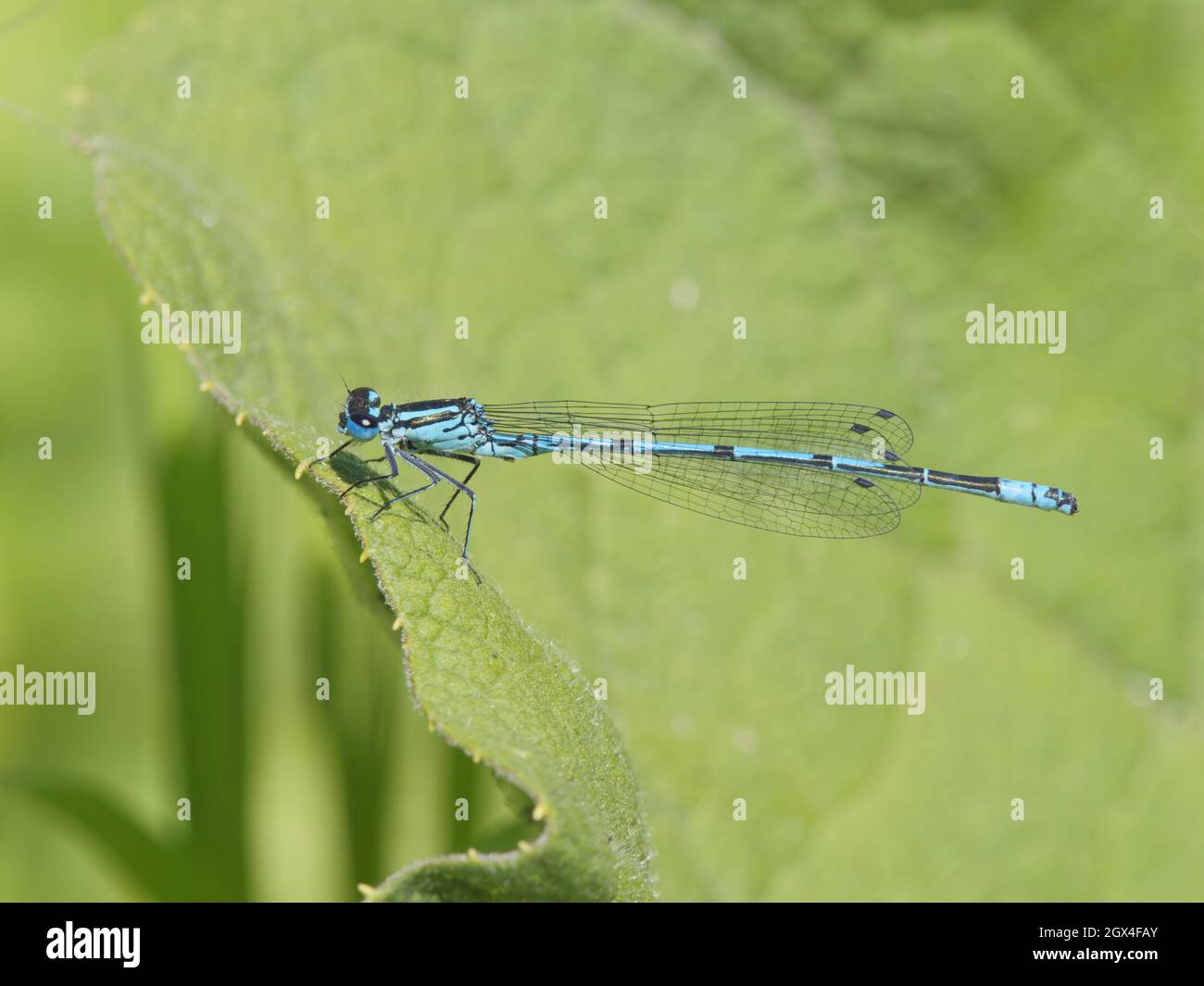 Azure Damselfly - male on Burdock leaf Coenagrion puella Essex,UK ...