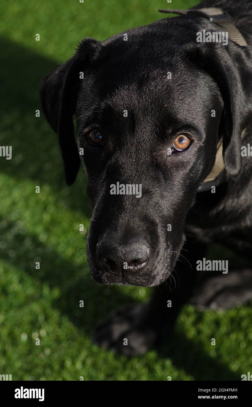 Black Labrador Retriever dog, playful closeup face and look, neutral