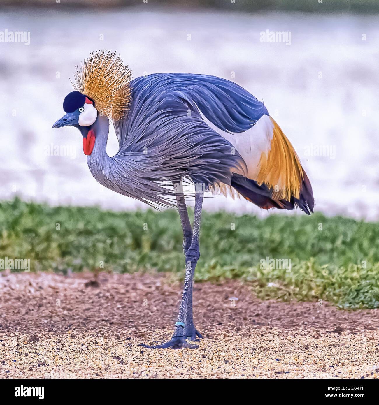 Closeup shot blue bird hi-res stock photography and images - Alamy