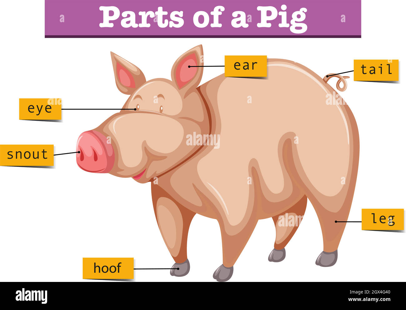 Diagram showing parts of pig Stock Vector