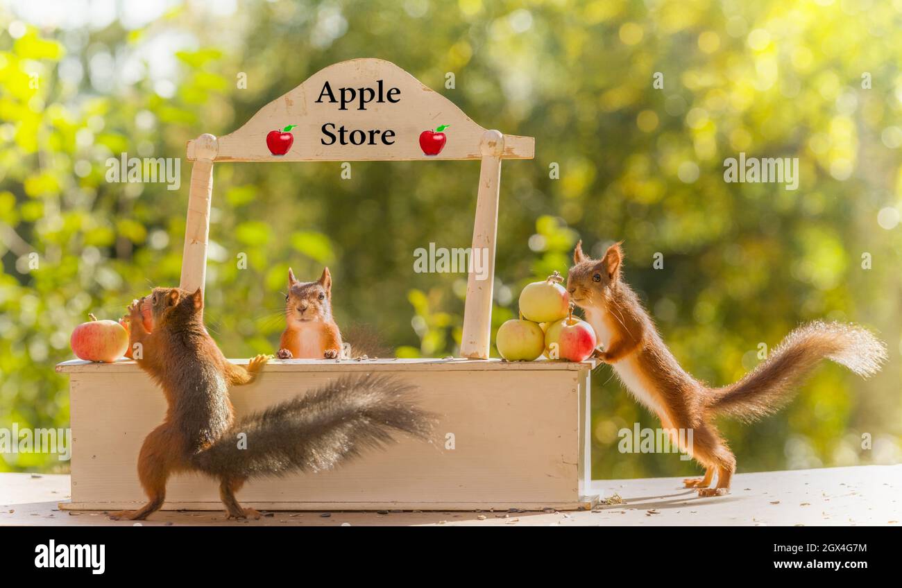 red squirrels behind a desk with apples Stock Photo - Alamy