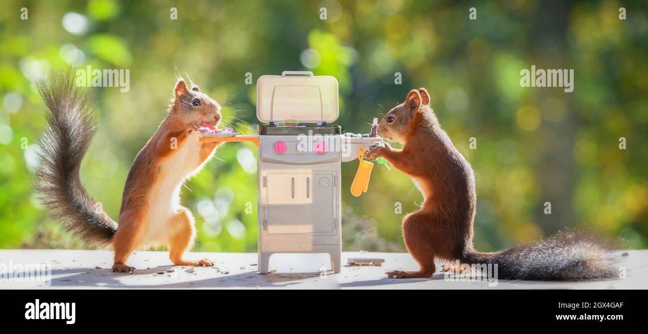 red squirrels standing with a grill Stock Photo Alamy