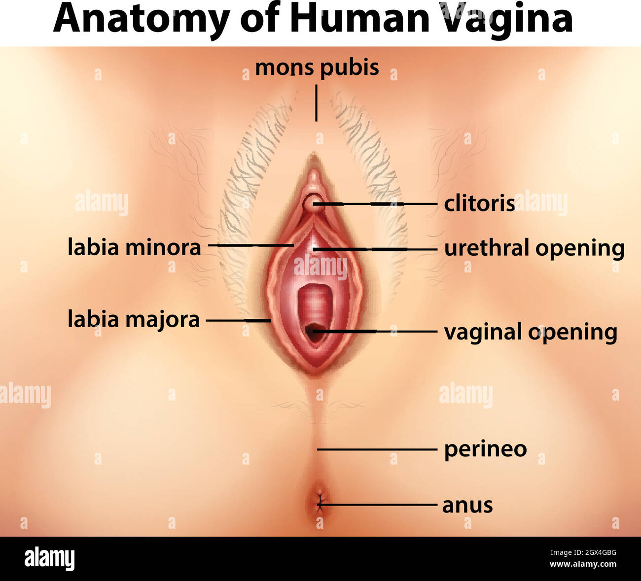 Diagram showing anatomy of human vagina Stock Vector