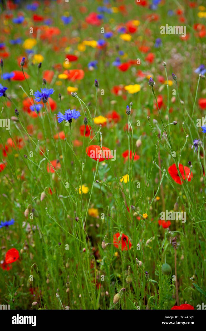 Field of Wild Flowers Stock Photo
