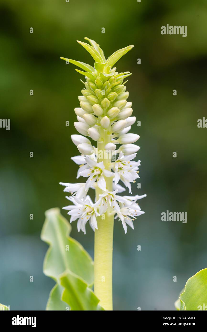 Pineapple Lily, Eucomis autumnalis. Stock Photo