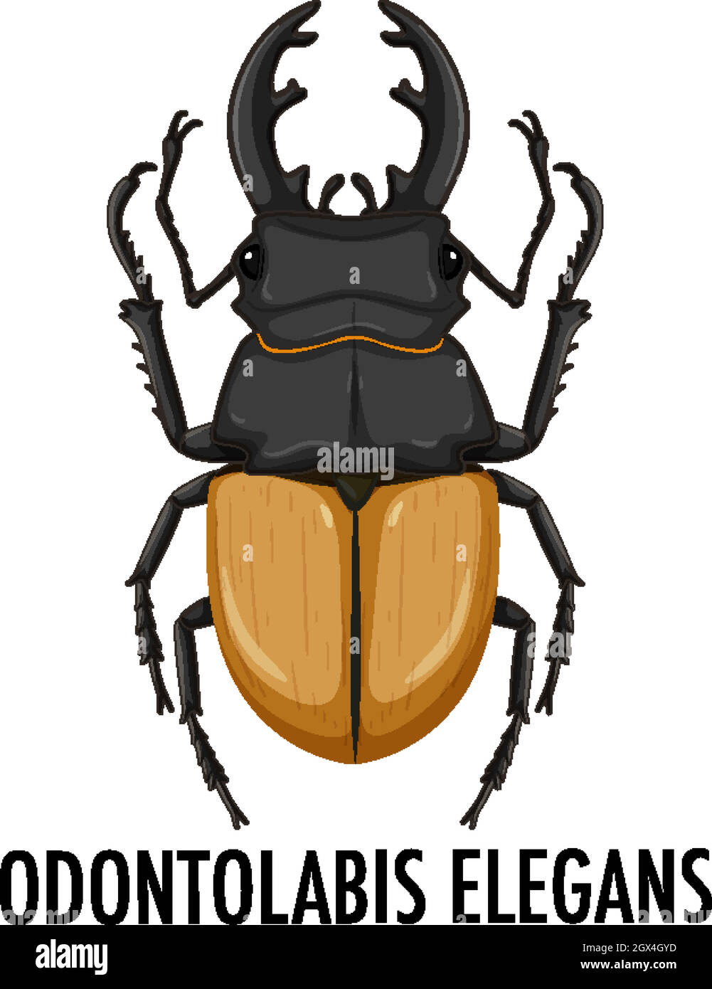 Odontolabis hi-res stock photography and images - Alamy