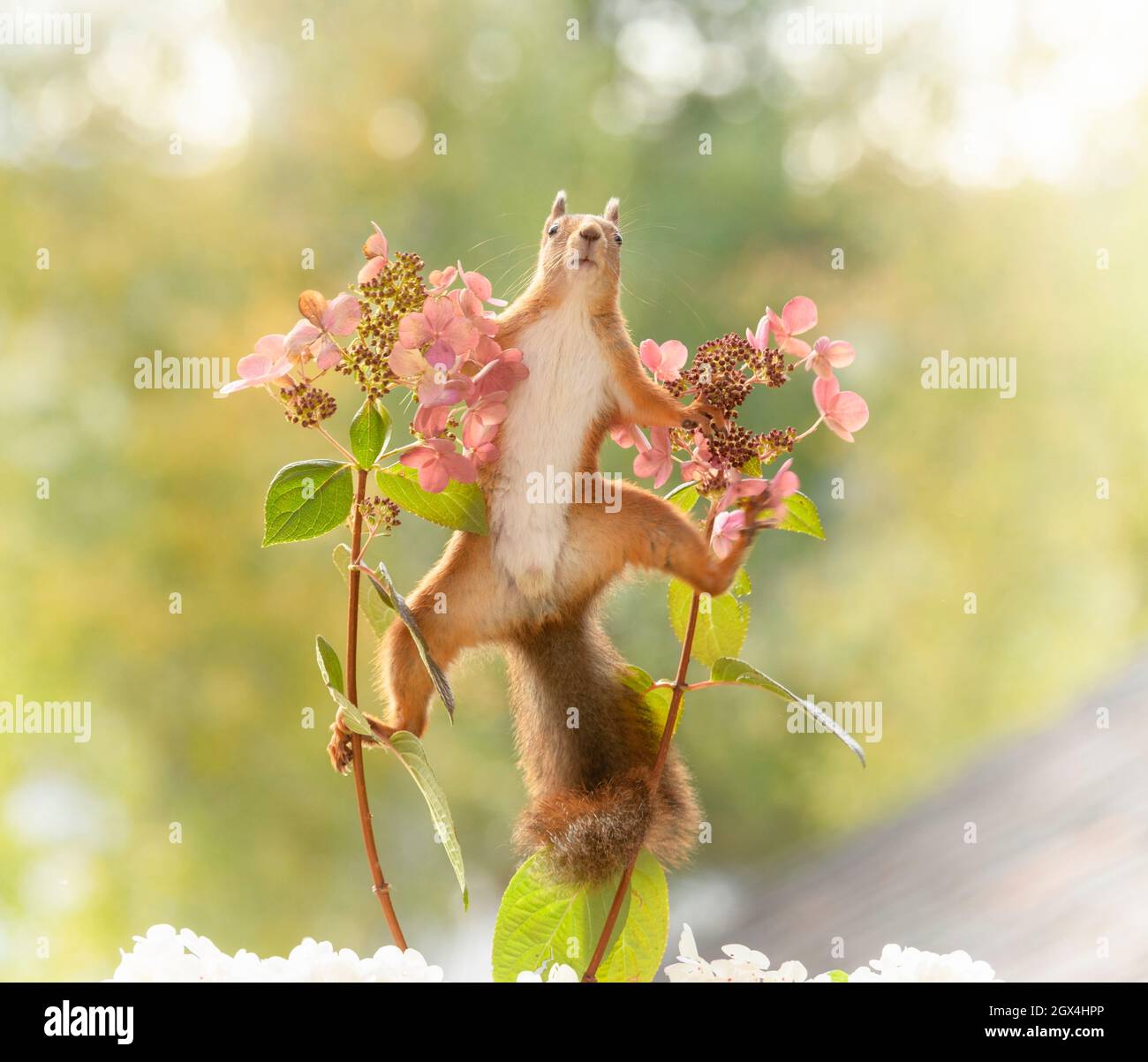 red squirrel in an split between hydrangea Stock Photo Alamy