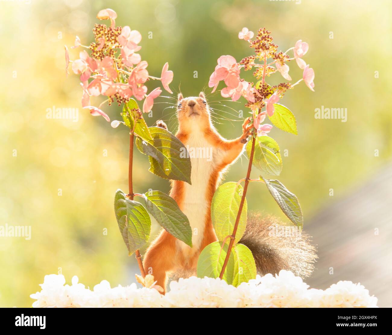 red squirrel is standing between hydrangea Stock Photo Alamy