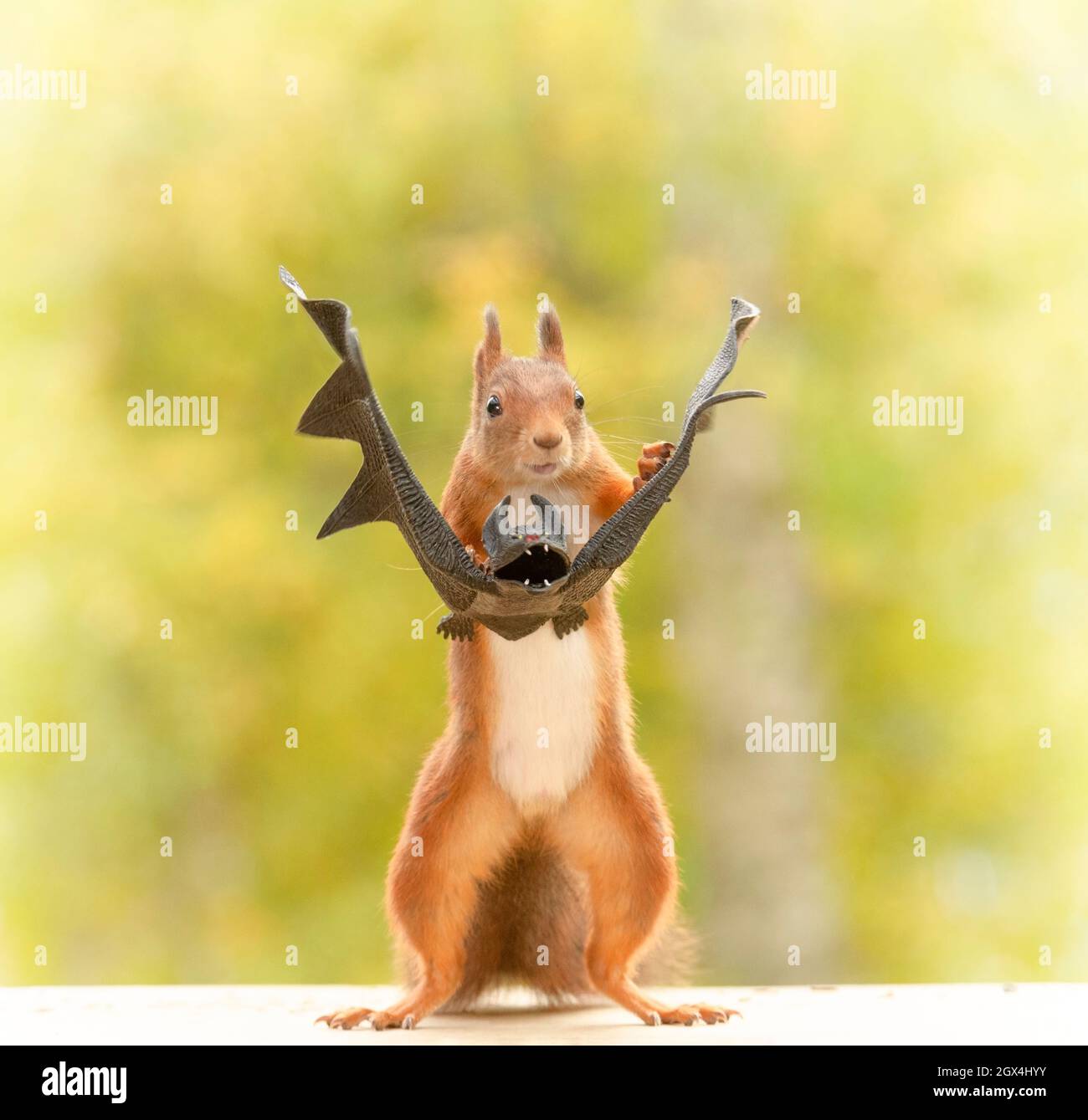 red squirrel is holding on to a bat Stock Photo Alamy